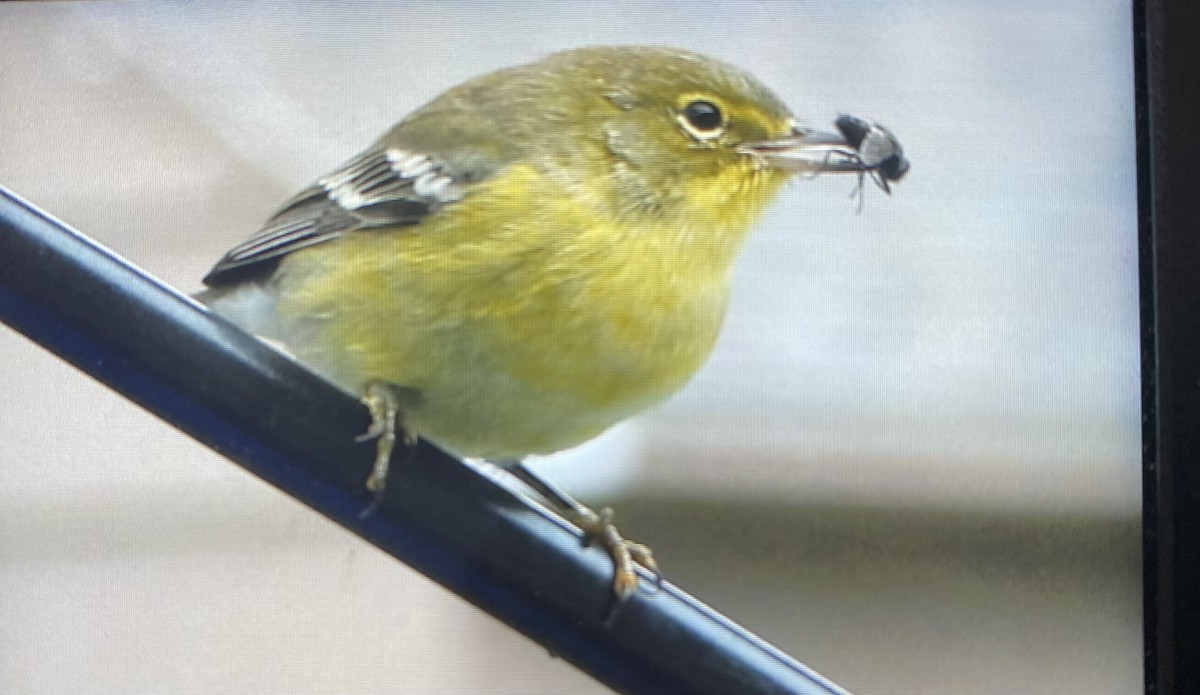 Pine Warbler - ML610107570