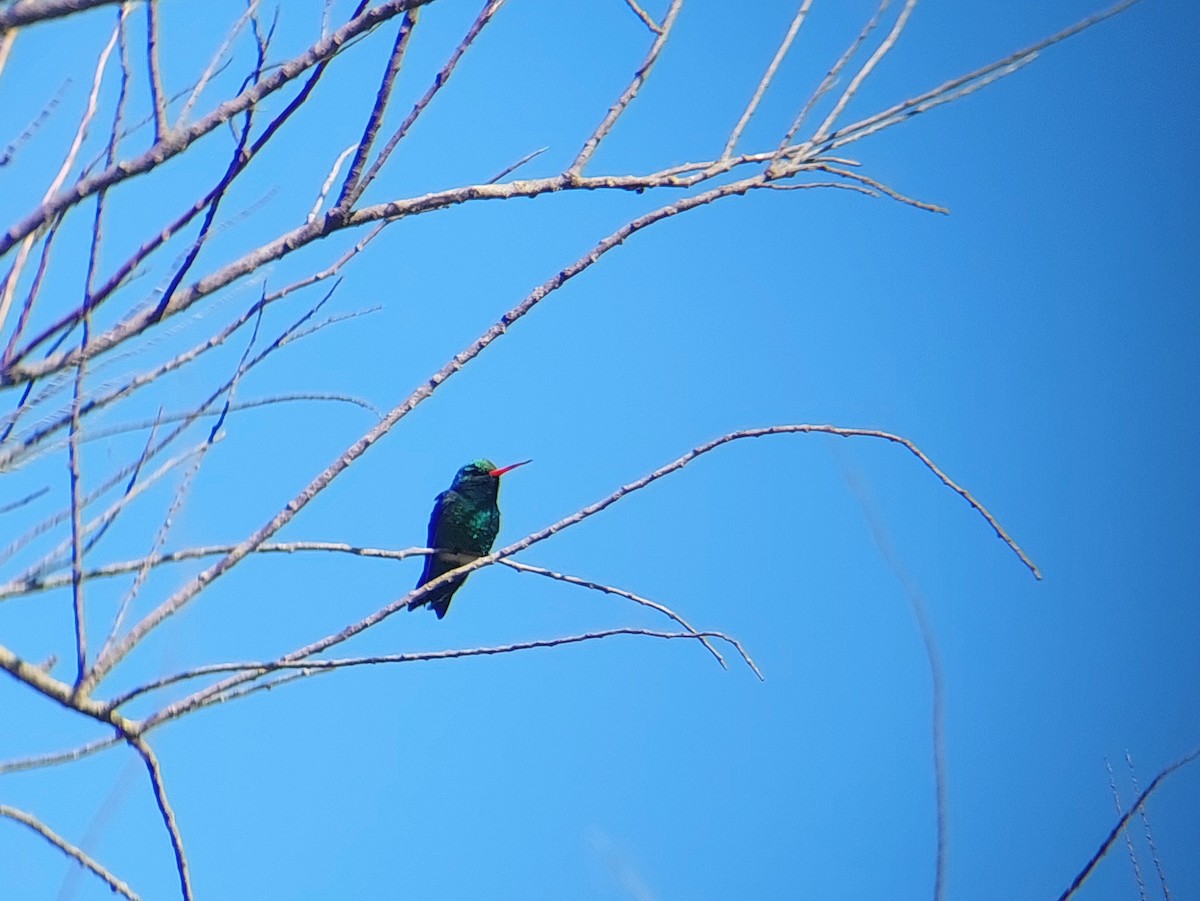 Glittering-bellied Emerald - ML610107651