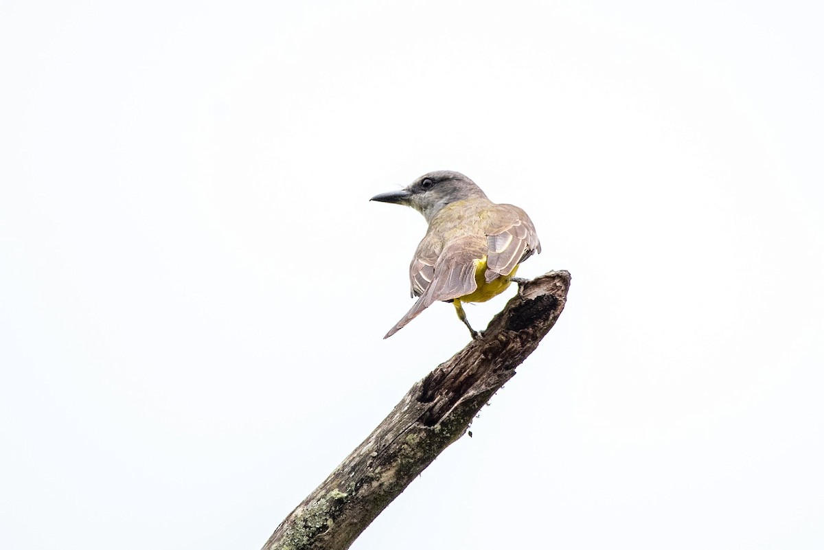 Tropical Kingbird - ML610107853