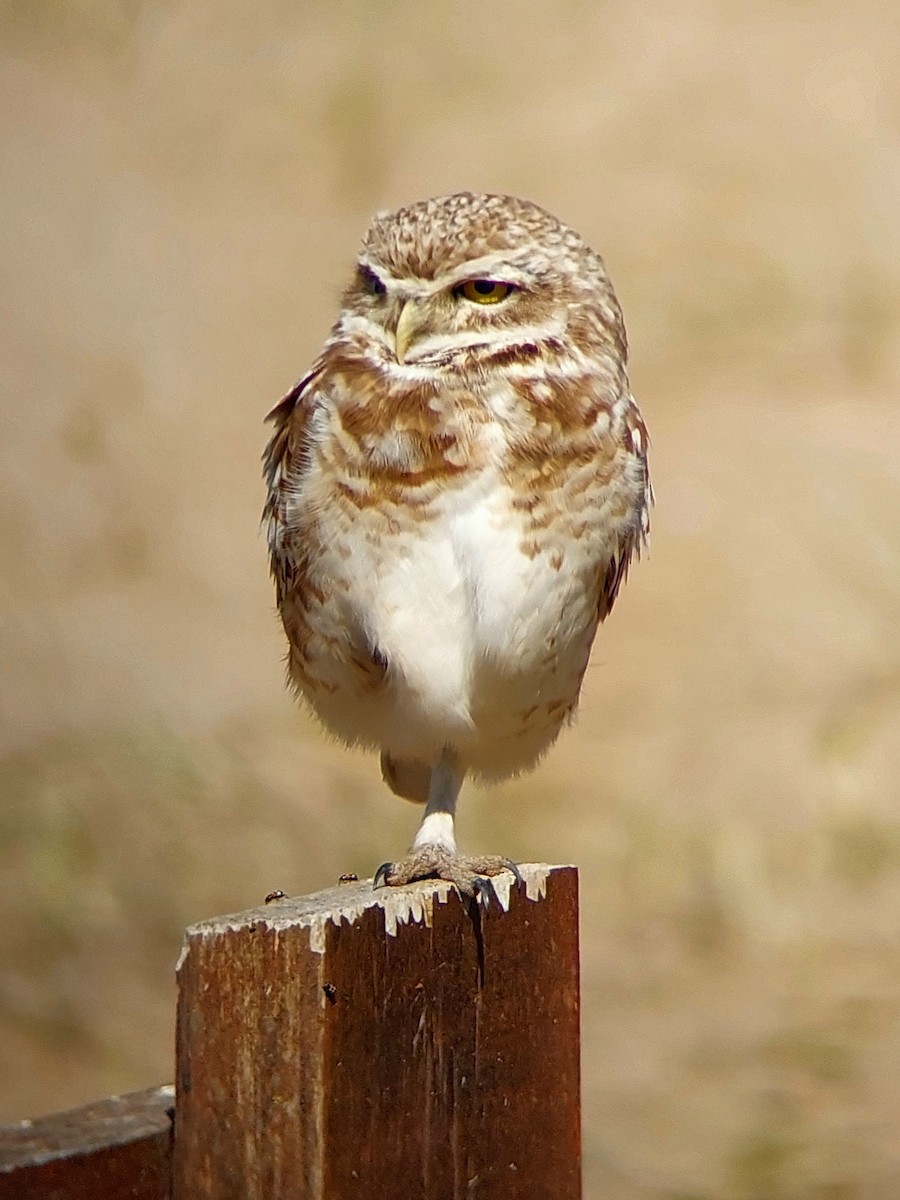 Burrowing Owl - David Cutuli