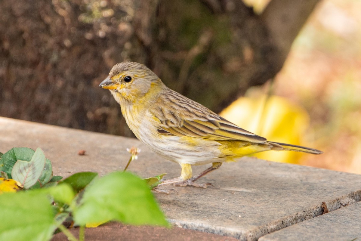 Saffron Finch - ML610107857