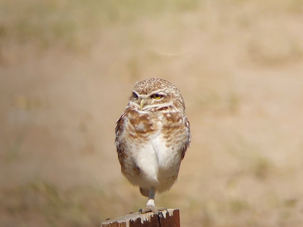 Burrowing Owl - David Cutuli