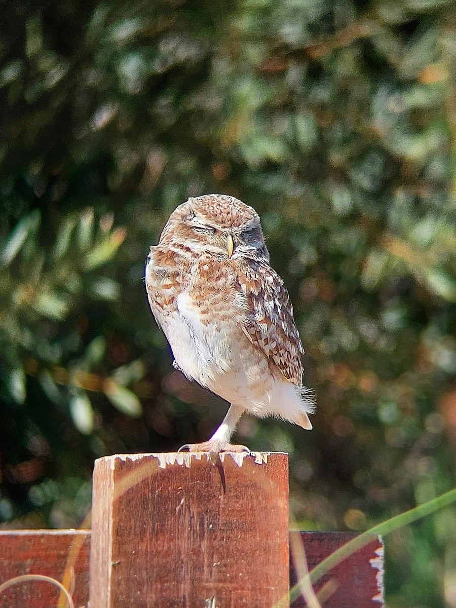 Burrowing Owl - David Cutuli