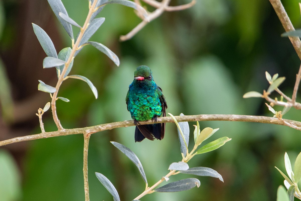 Glittering-bellied Emerald - ML610107864