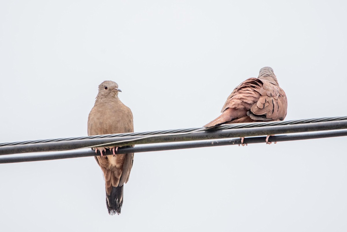 Ruddy Ground Dove - ML610107867