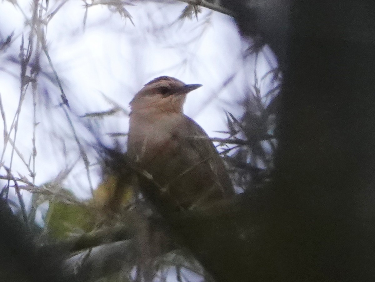 Buff-banded Bushbird - ML610107900