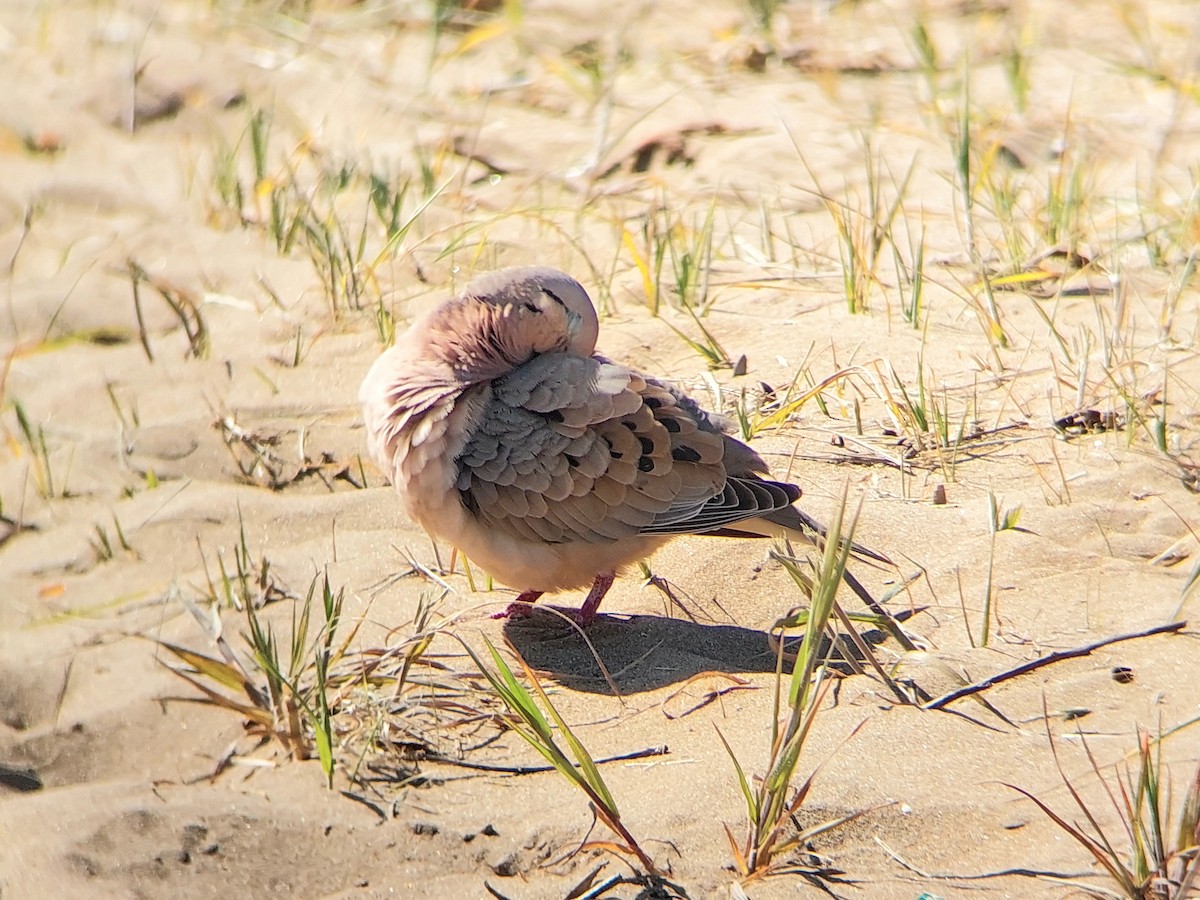 Eared Dove - David Cutuli