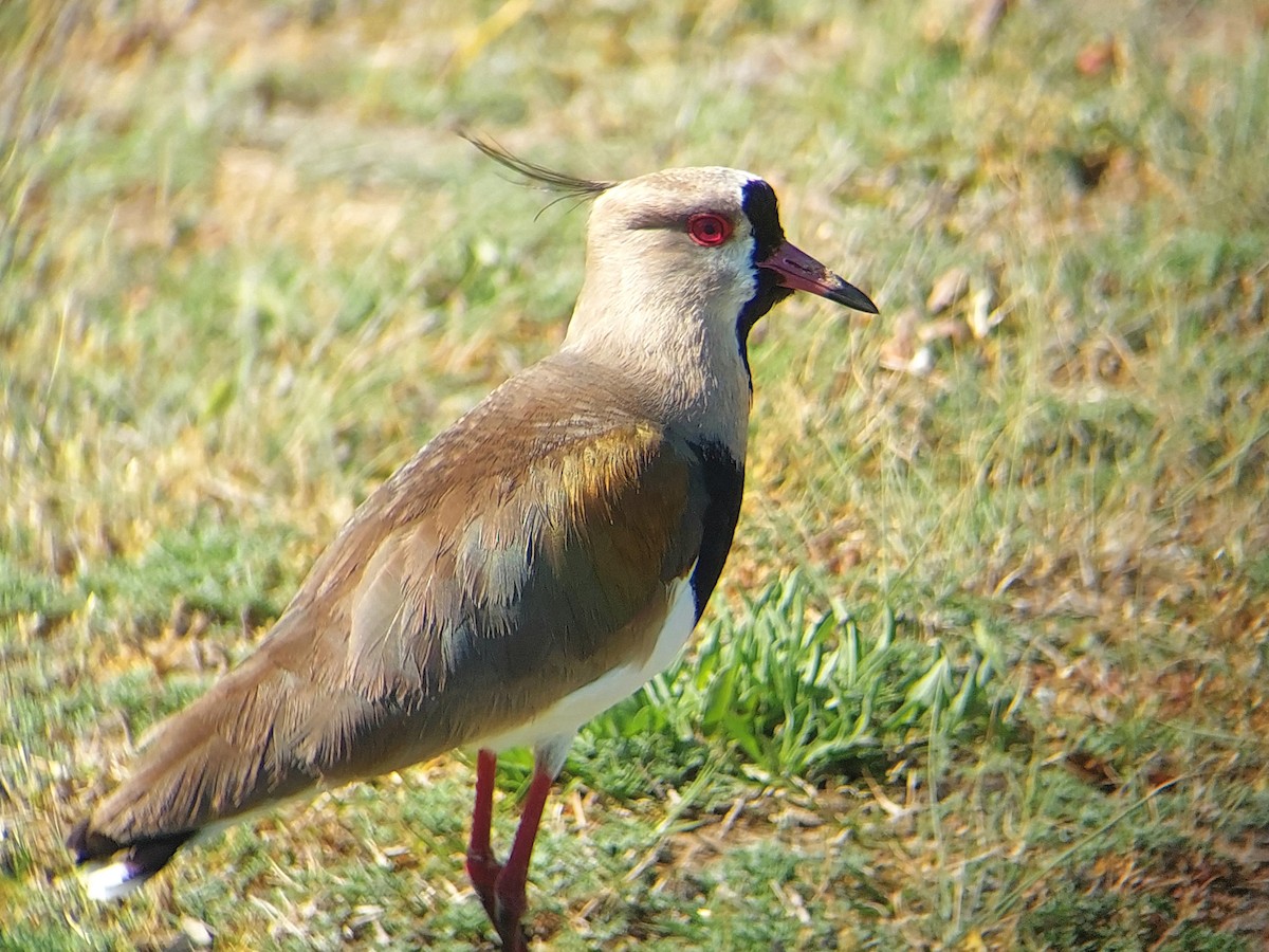 Southern Lapwing - ML610108022