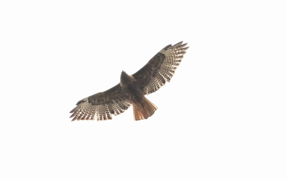 Red-tailed Hawk (calurus/alascensis) - ML610108114