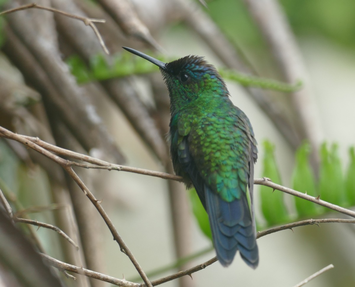 kolibřík fialovotemenný - ML610108172