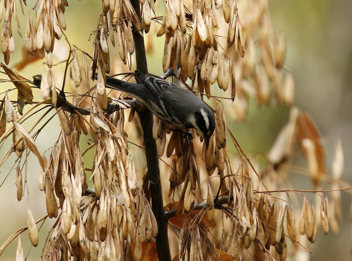 Black-throated Gray Warbler - ML610108233