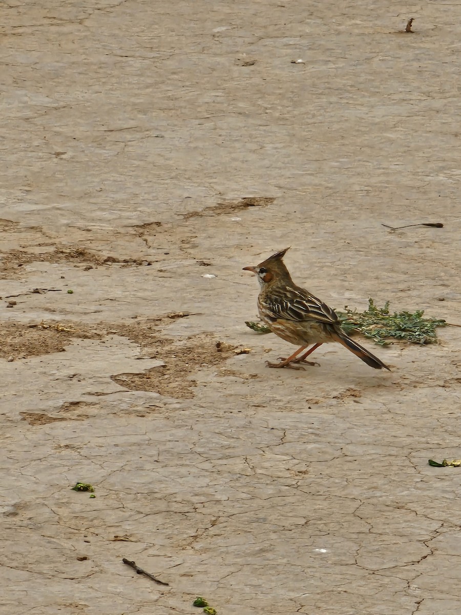 Lark-like Brushrunner - ML610108261