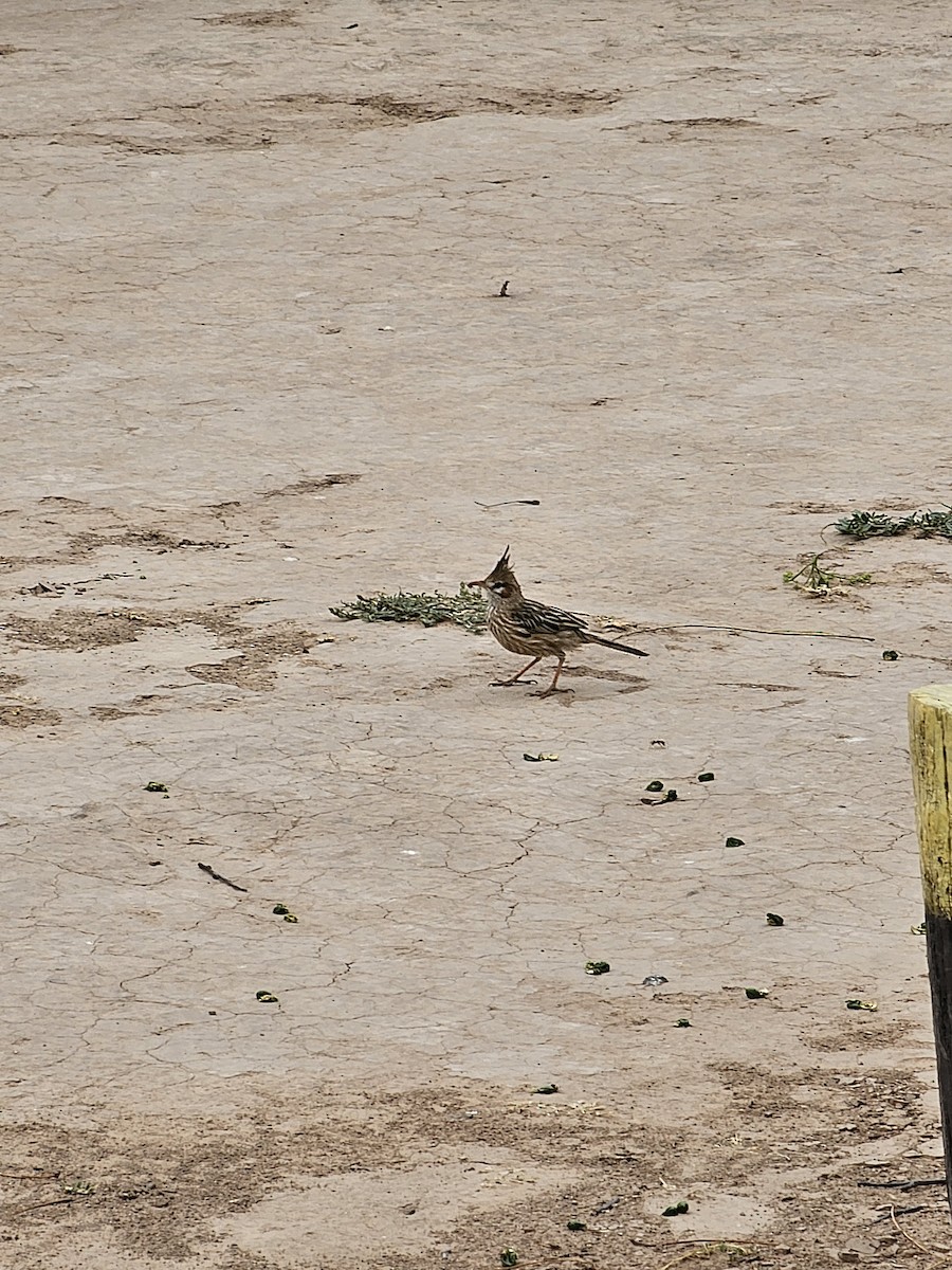 Lark-like Brushrunner - Federico Garriga