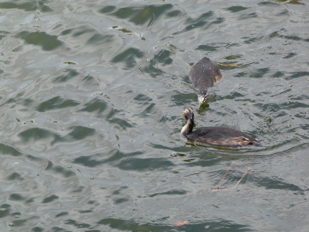 Great Crested Grebe - ML610108331