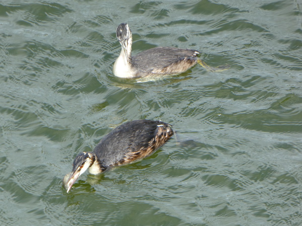 Great Crested Grebe - ML610108338