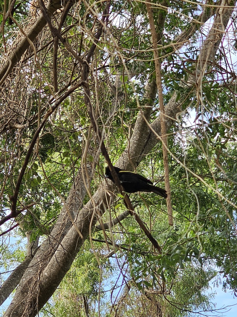 Golden-winged Cacique - ML610108365