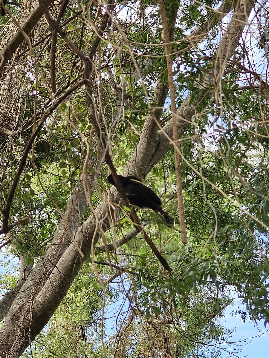 Golden-winged Cacique - Federico Garriga