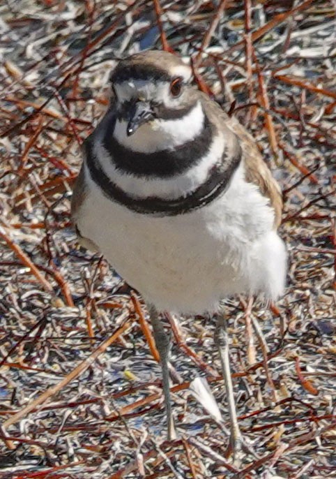 Killdeer - ML610108372