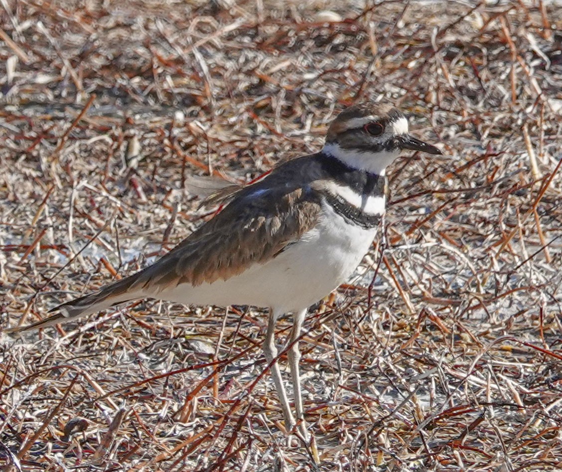 Killdeer - ML610108377