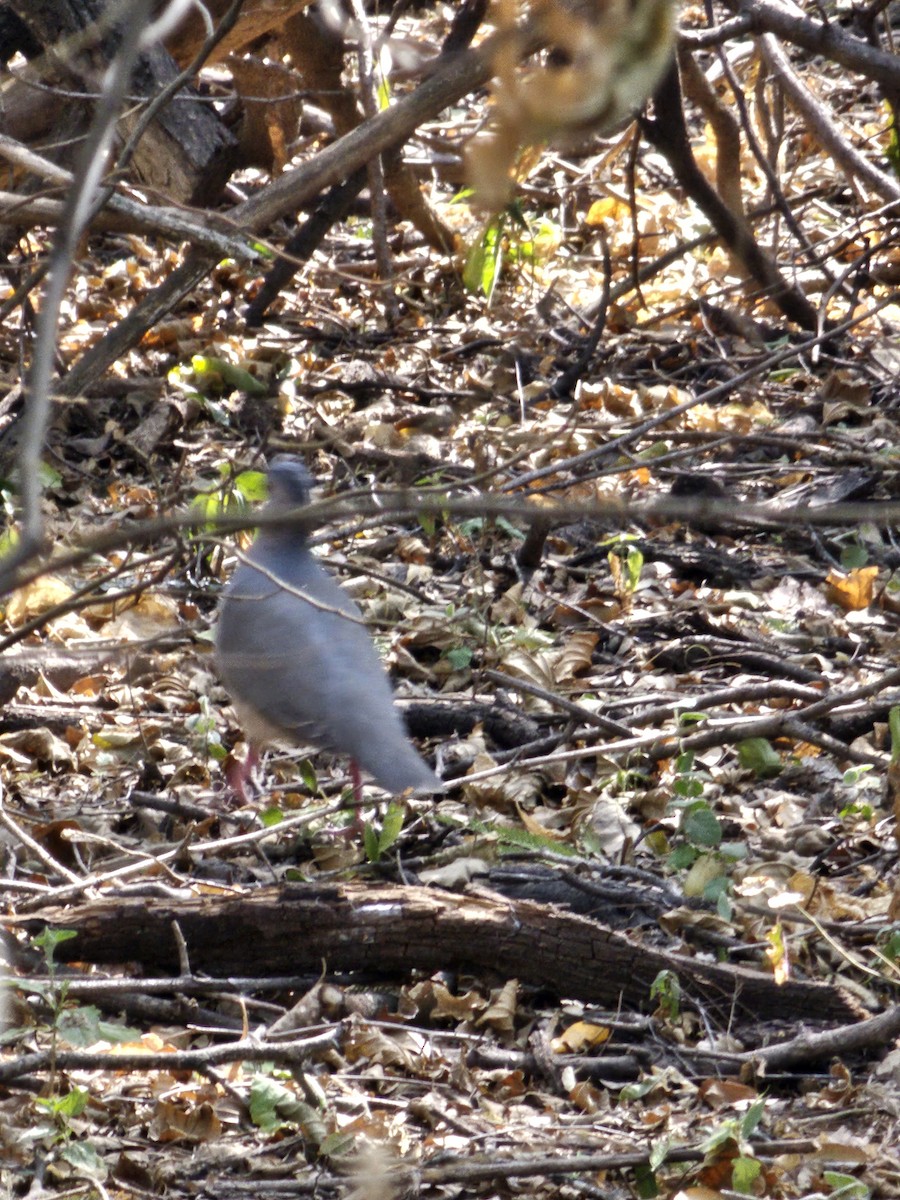 White-tipped Dove - Federico Garriga