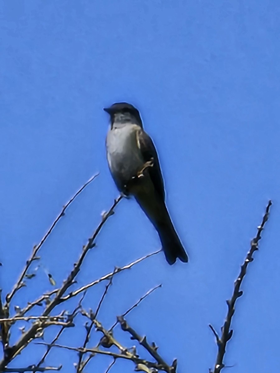 Crowned Slaty Flycatcher - Federico Garriga