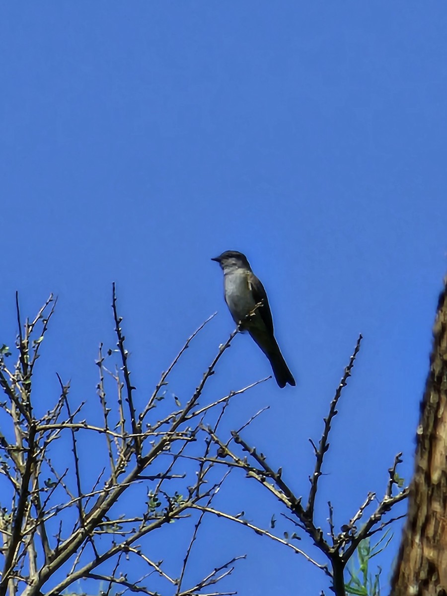 Crowned Slaty Flycatcher - Federico Garriga