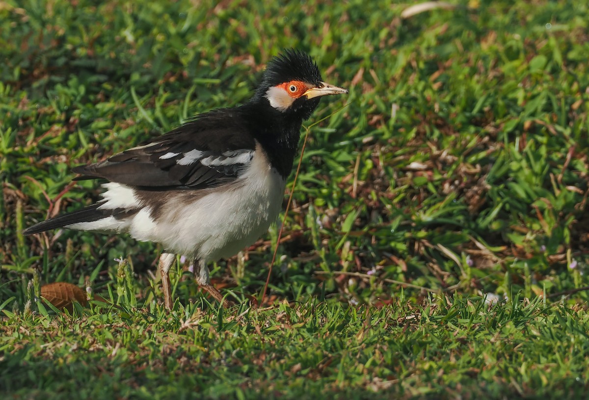 Javan Pied Starling - ML610108490