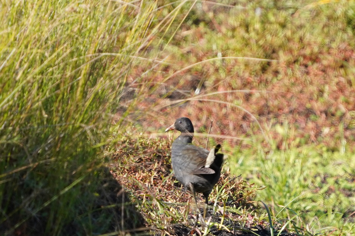 Gallinule sombre - ML610108503