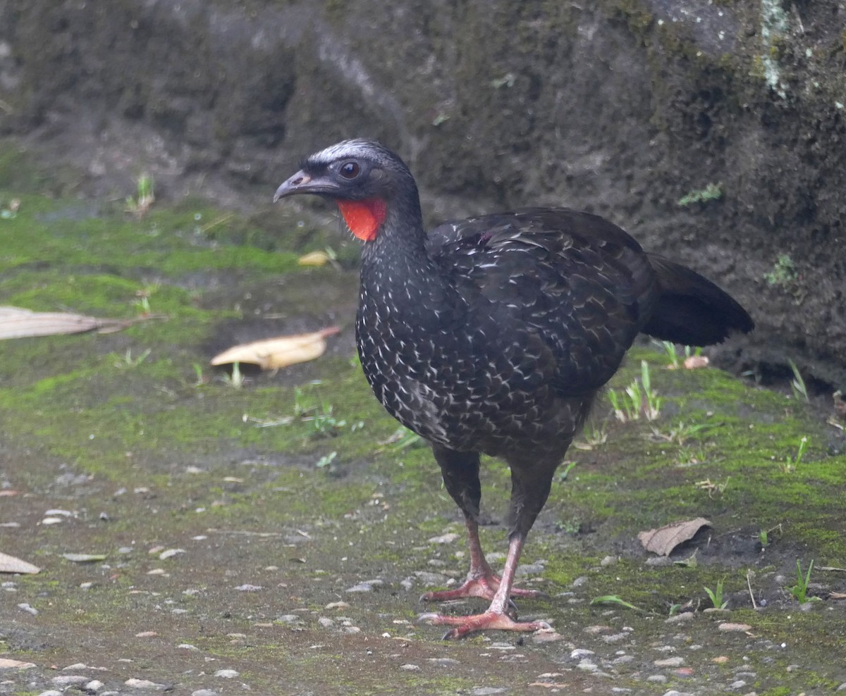 Dusky-legged Guan - Chris Payne