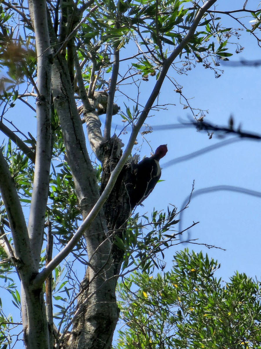 Cream-backed Woodpecker - Federico Garriga