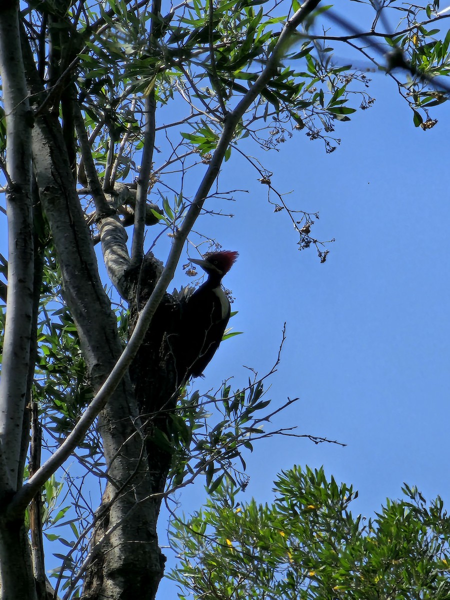 Cream-backed Woodpecker - ML610108539