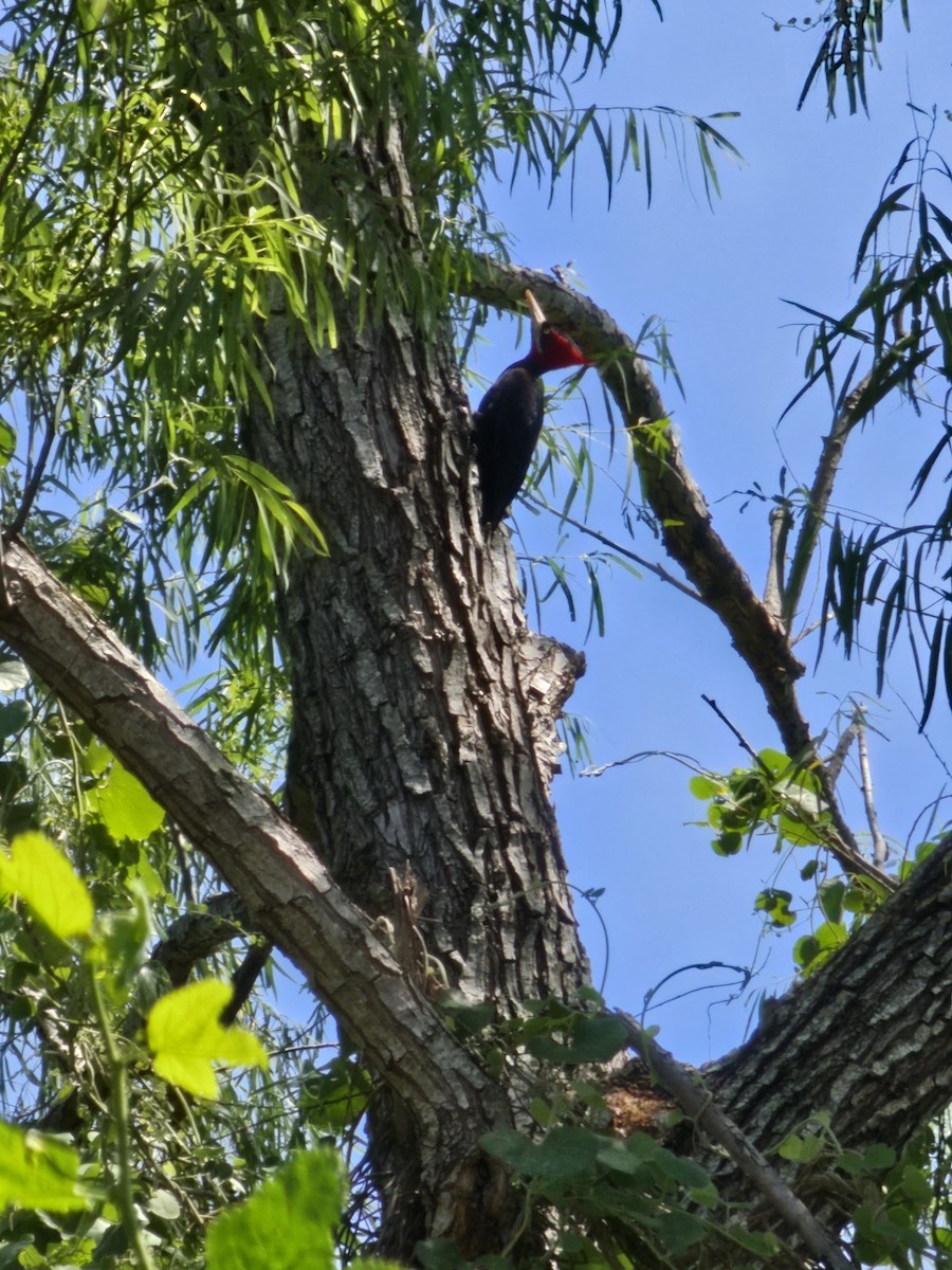 Cream-backed Woodpecker - ML610108541