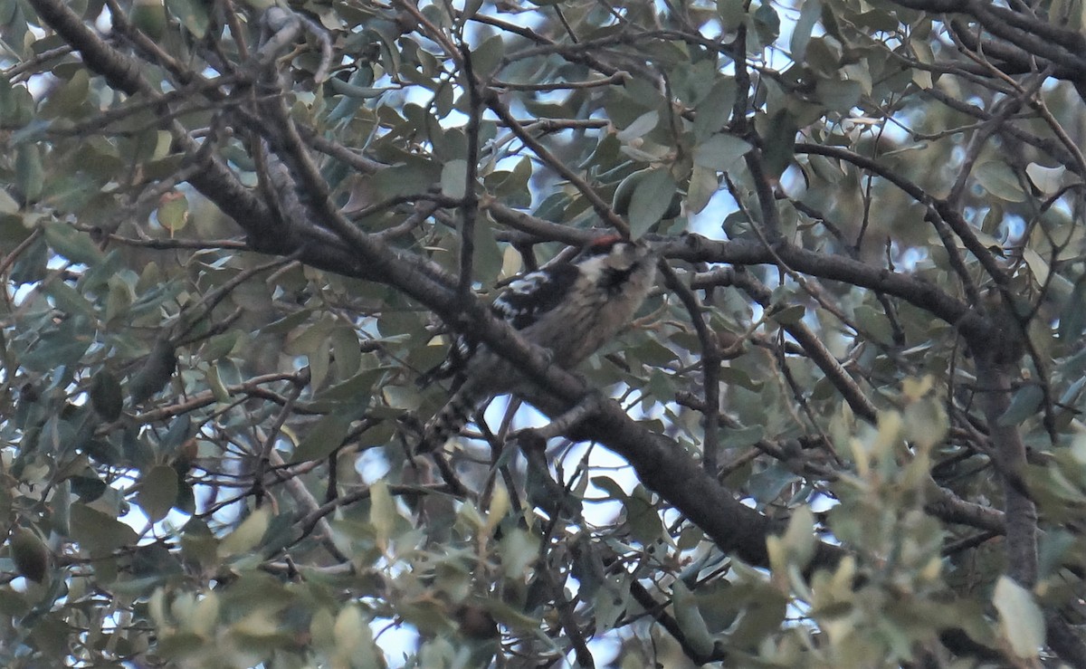 Lesser Spotted Woodpecker - David Guillén García