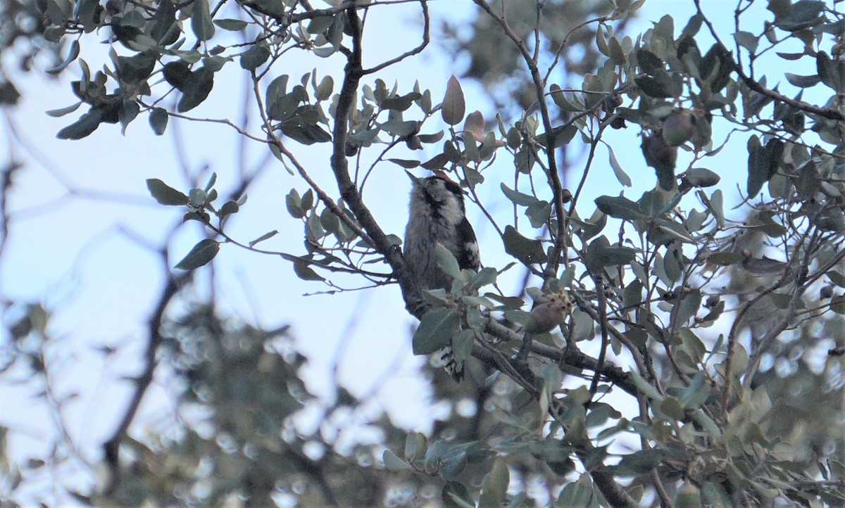 Lesser Spotted Woodpecker - David Guillén García