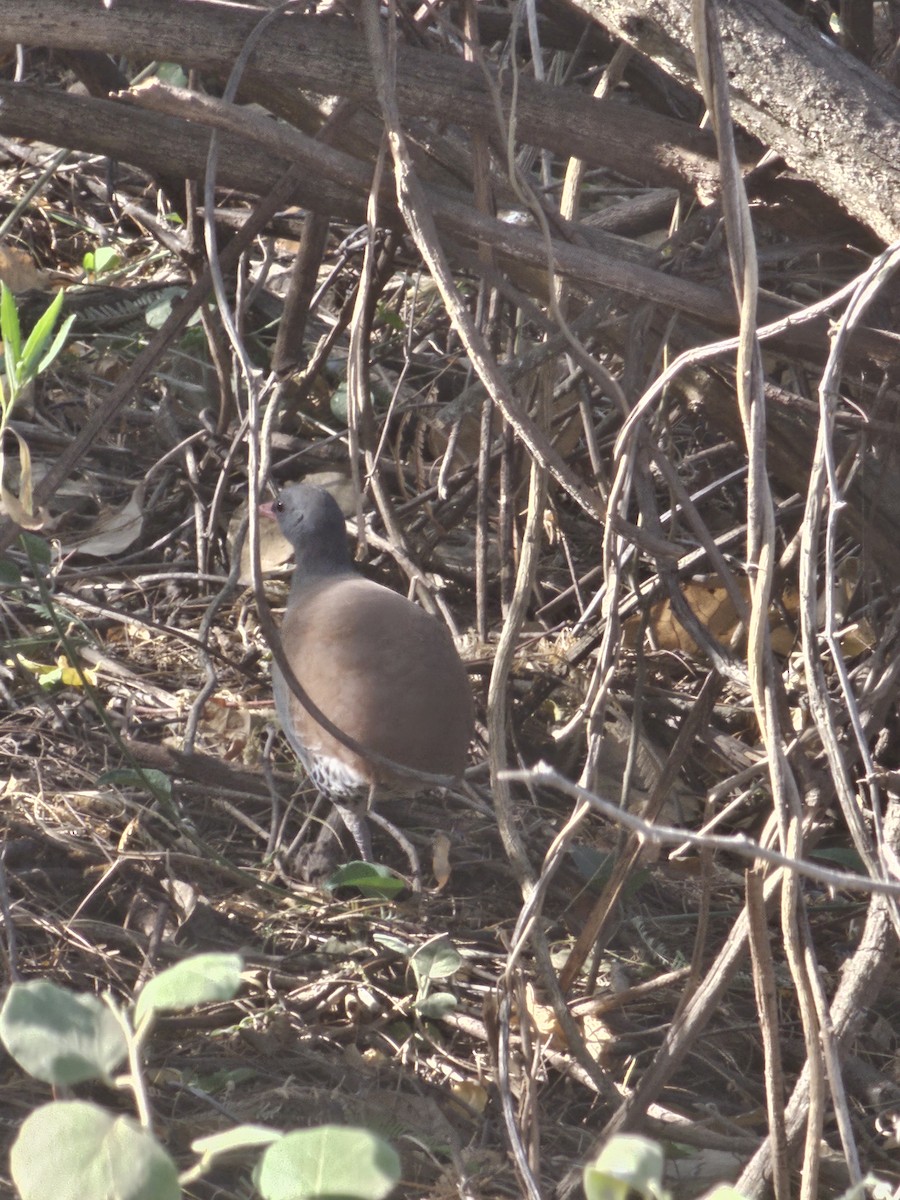 Tataupa Tinamou - ML610108713