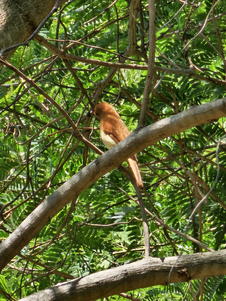 Rufous Casiornis - Federico Garriga