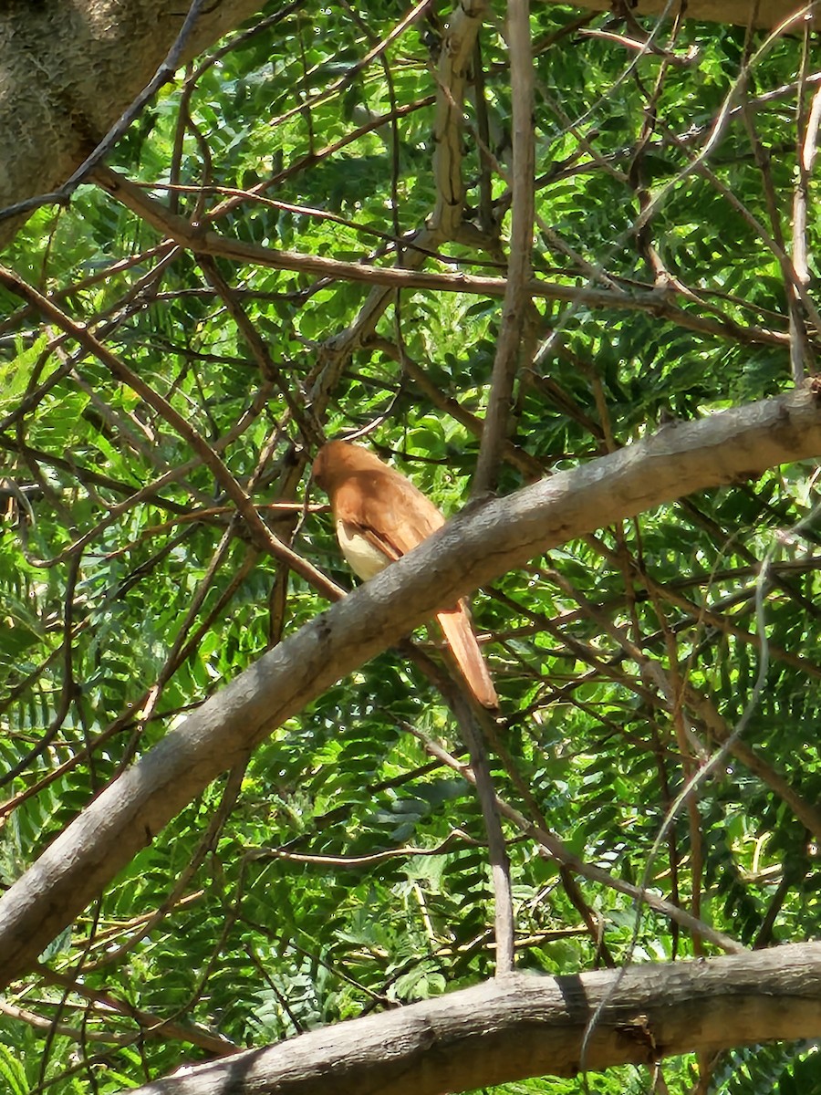 Rufous Casiornis - Federico Garriga