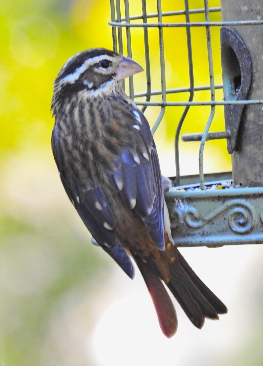 Rose-breasted Grosbeak - ML610108803