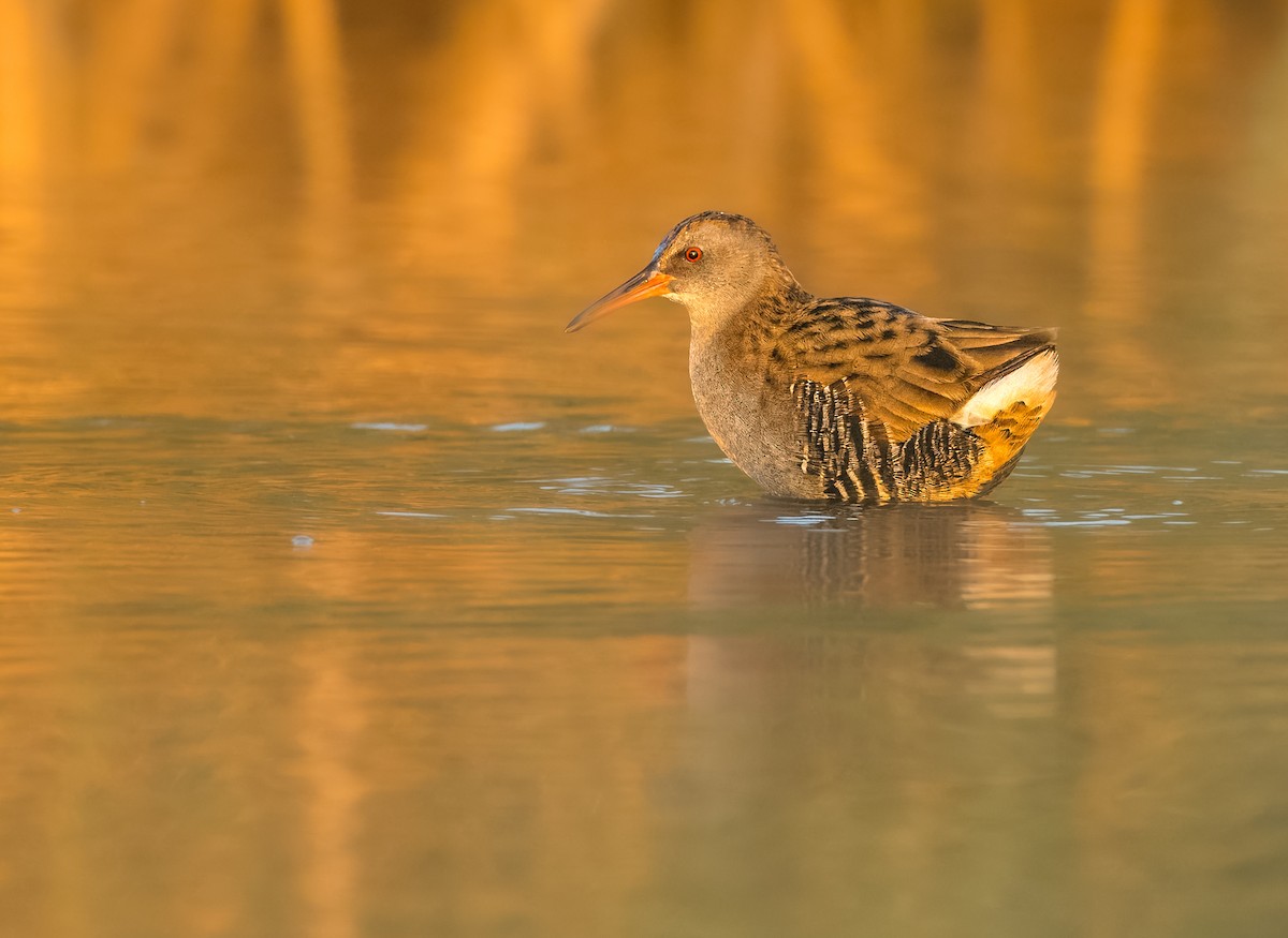 Water Rail - Olaf Solbrig