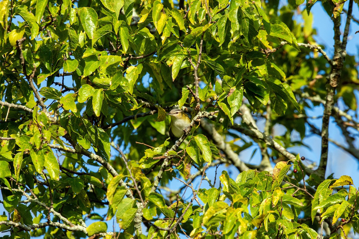 rødøyevireo - ML610108823