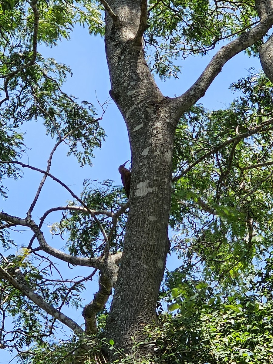 Great Rufous Woodcreeper - ML610108846