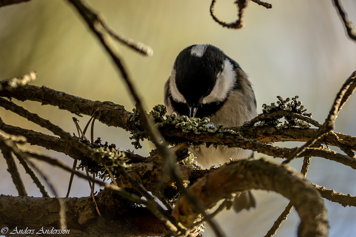 Mésange noire - ML610108857