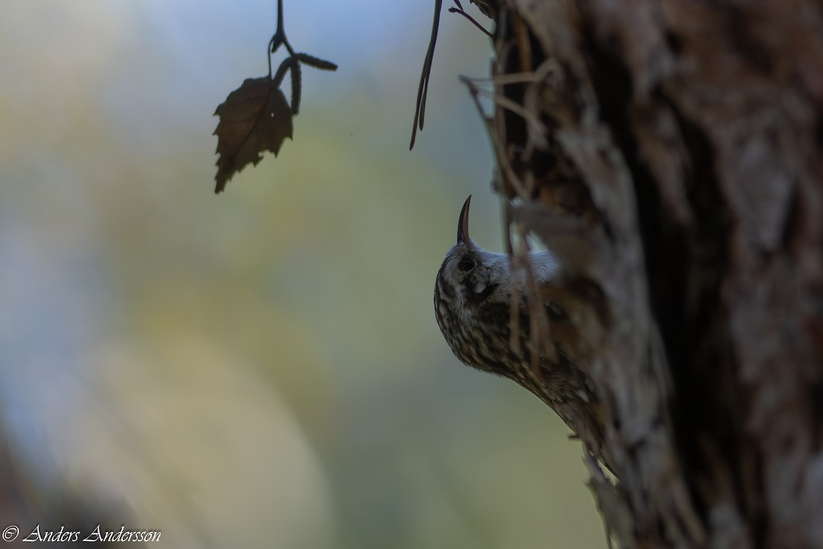 Eurasian Treecreeper - ML610108884