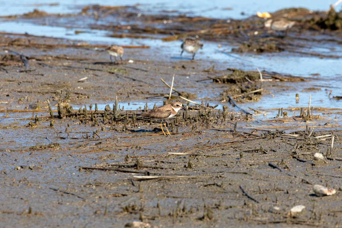 Semipalmated Plover - ML610108920