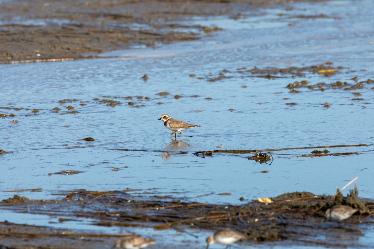 Semipalmated Plover - ML610108933