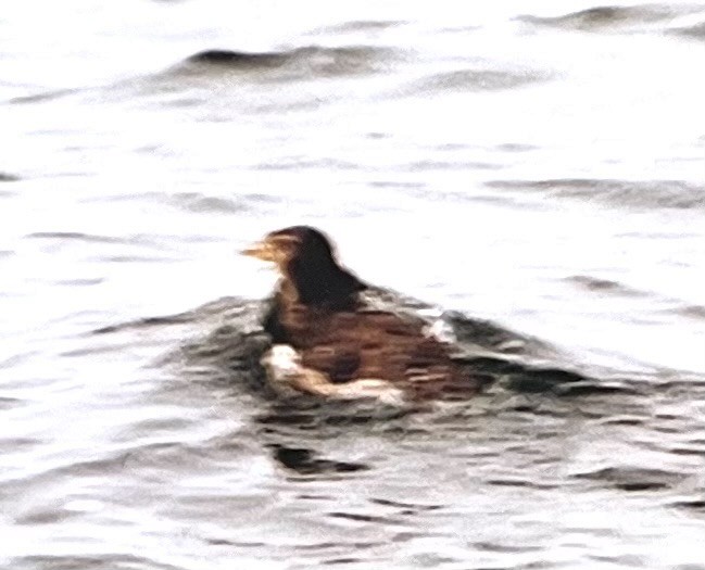 Rhinoceros Auklet - ML610108936