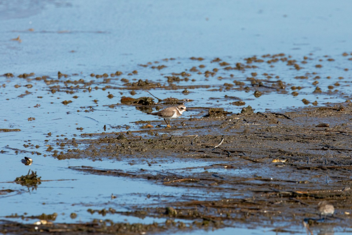 Semipalmated Plover - ML610108939