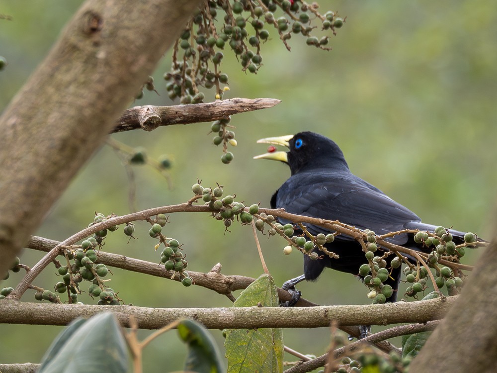 Red-rumped Cacique - ML610108964