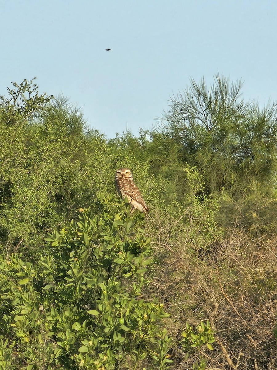 Burrowing Owl - Federico Garriga