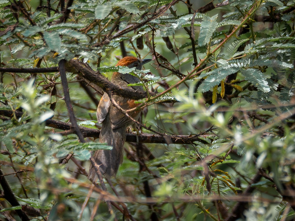 Cinereous-breasted Spinetail - ML610108971